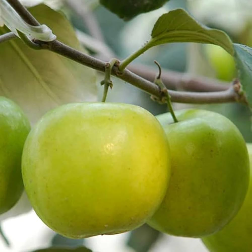 Ball Sundari Apple Ber 3ft